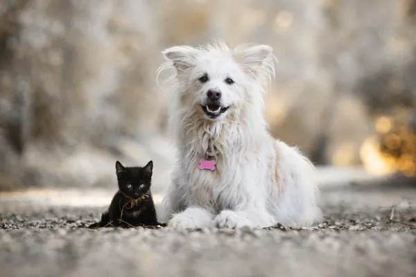 A fluffy white dog and a black kitten