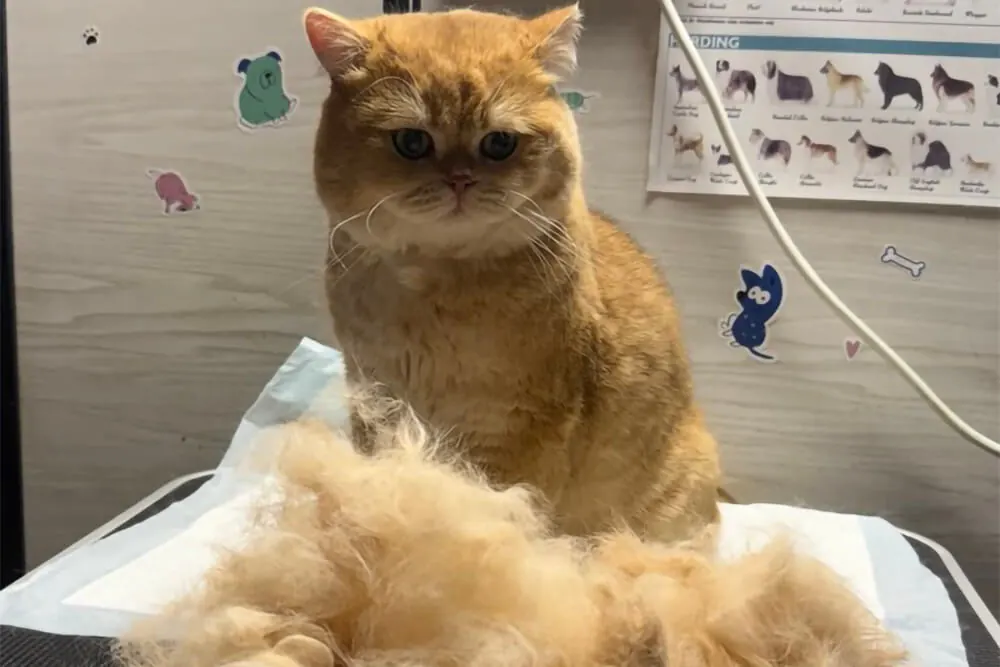 Ginger cat sitting next to a pile of brushed-out undercoat