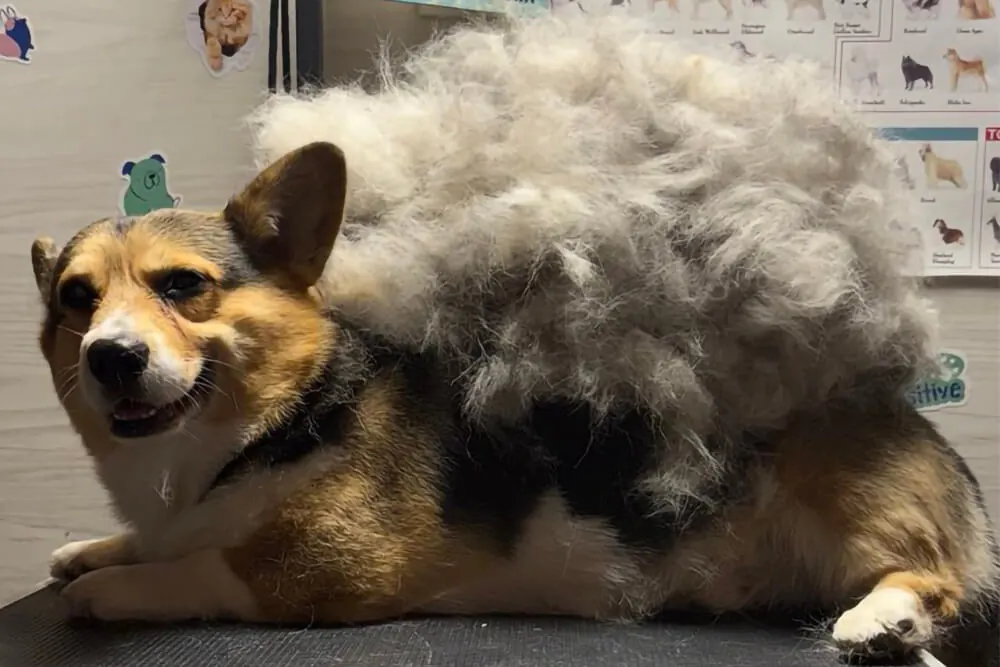 Corgi lying beside a big pile of undercoat removed during deshedding