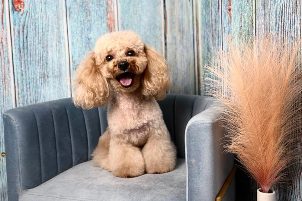 Apricot poodle sitting in an armchair after a full groom